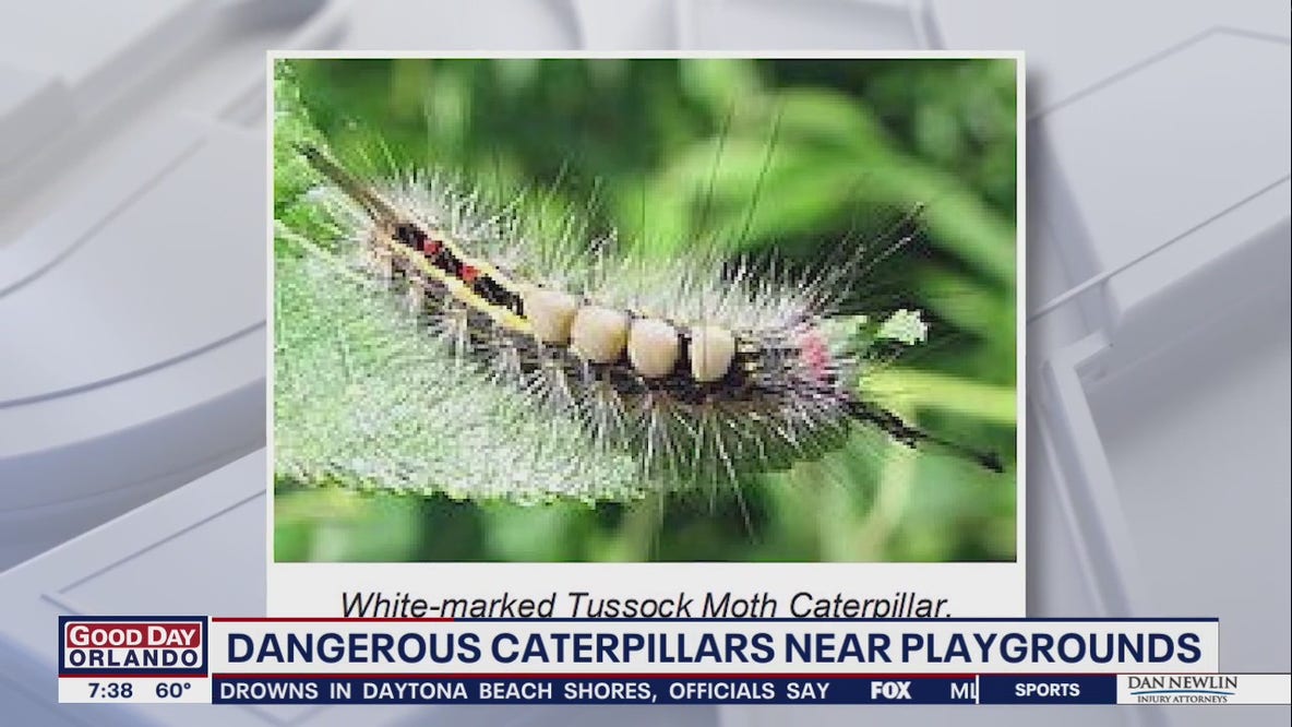 Florida officials warn about these bright, hairy caterpillars: Here's why